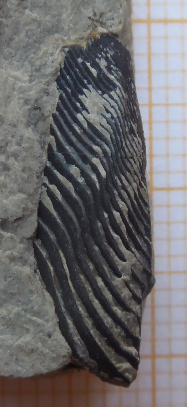 Saint BaudilleetPipet trievesfossilesetmineraux